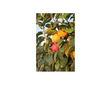 Diospyros kaki - Il Caco
