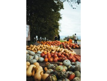 Pumpa i trädgården