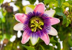 Belle fleur de passiflore comestible rose-blanc avec rayons violets et centre jaune, fleur exotique typique aux étamines prononcées Belle fleur de passiflore comestible rose-blanc avec rayons violets et centre jaune, fleur exotique typique aux étamines prononcées
