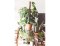 Iernarea plantelor de interior