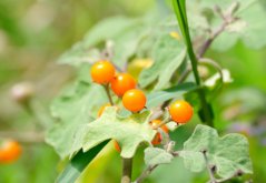Oranssin pyöreät Orinokki-omenan hedelmät vihreillä oksilla kirkaine lehdineen, solanum sessiliflorum luonnollisessa ympäristössään