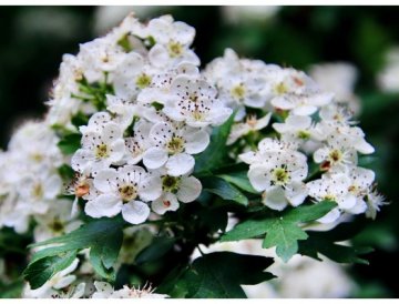 Espino Blanco - Crataegus laevigata