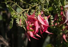 Nádhernice (Clianthus puniceus) 7 semen