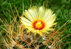 Kaktus Capricorne (Astrophytum capricorne) 6 semen