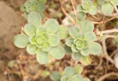 Două rozete mari Aeonium spathulatum cu frunze rotunde verzi cu margini roșii crescând pe ramuri în mediu natural