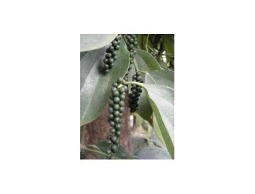 Zwarte peper (Piper nigrum)