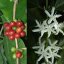 Flores blancas en forma de estrella del cafeto arábigo con pétalos estrechos creciendo junto a bayas de café rojas y verdes en una rama