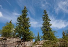 Smrk tibetský (Picea smithiana) 10 semen