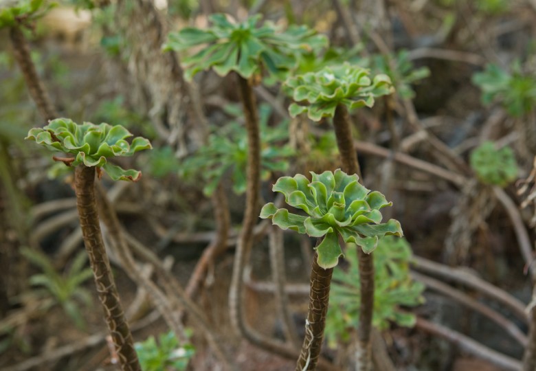 Aeonium spathulatum (Aeonium spathulatum) cca 15 semen