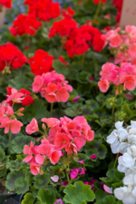 Pelargoniums (Geraniums)