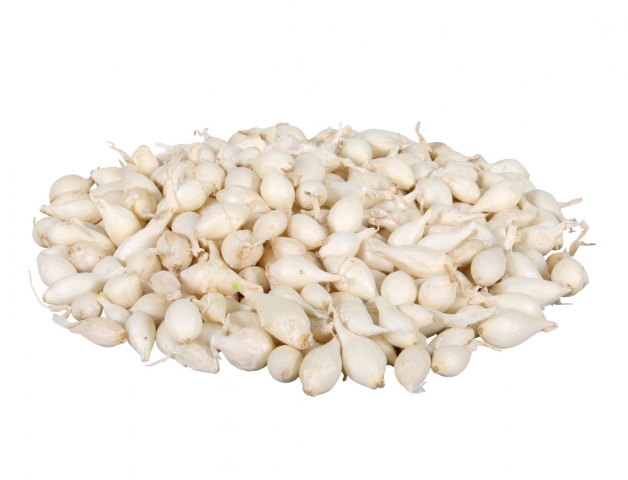 Bílé kulovité cibule sazenice odrůdy Snowball velikosti 8-16mm rozsypané na bílém pozadí, balení 10kg vhodné pro pěstování