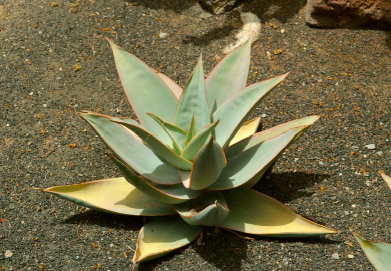 Mladá rostlina Aloe striata s typickými modrozelenými masitými listy uspořádanými do růžice s charakteristickými žlutými okraji