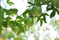 Mučenka jedlá (Passiflora edulis) 8 semen