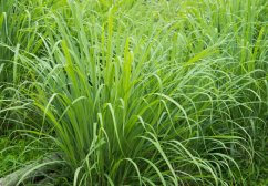 Denso cultivo de hierba de limón con hojas verdes largas en ambiente natural, planta conocida por su aroma a limón y contenido de citronela Denso cultivo de hierba de limón con hojas verdes largas en ambiente natural, planta conocida por su aroma a limón y contenido de citronela