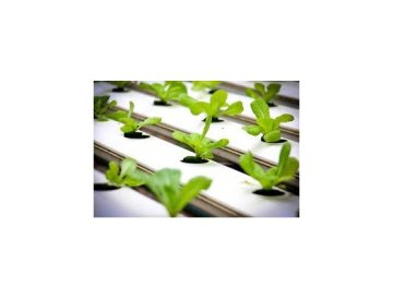 Hydroponie : Culture de plantes sans terre