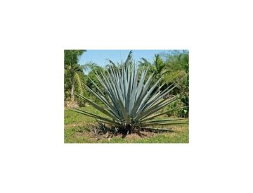 Agave - tequila mexicano