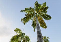 Tall royal palm with characteristic light trunk and dense crown of green feathered leaves against blue sky with white clouds