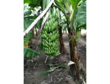 Plátano