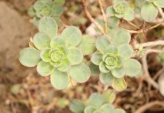 Aeonium spathulatum (Aeonium spathulatum) cca 15 semien