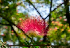 Akácie perská Albízie (Albizia julibrissin) 2 semena