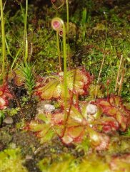 Daggört drosera aliciae med rosa och gröna blad täckta av klibbiga droppar, växande i naturlig miljö med mossa Daggört drosera aliciae med rosa och gröna blad täckta av klibbiga droppar, växande i naturlig miljö med mossa
