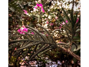 Calendrier de jardinage - Décembre