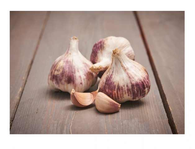 Česnek GERMIDOUR PURPLE fialový s charakteristickými fialovo-bílými bulvami na dřevěném povrchu, dvě celé palice a dva oddělené stroužky