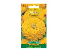 Zinnia el ostál - Jiřina žlutá