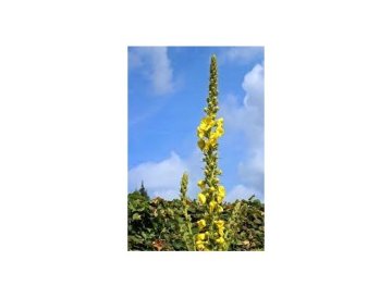 Plante qui embellit et guérit - Molène à grandes fleurs