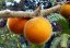 Lilek quitský (solanum candidum) 5 semen