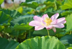 Lotos indický (Nelumbo nucifero) 4 semena