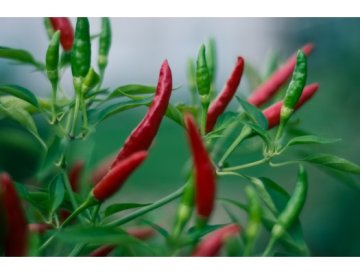 Chilli pepers (Chilli)