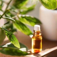 Маленька коричнева скляна пляшечка з білою кришкою, що містить BIO олію Пименто, розміщена між свіжими зеленими листками