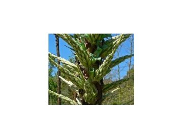 Puya chilensis - Original e Imposible de Ignorar