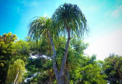 Nolina Sloní noha (Beaucarnea guatemalensis) 7 semen