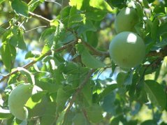 Groene ronde vruchten van Aegle marmelos hangend aan boomtakken tussen felgroene bladeren, exotisch fruit voor zaadkweek