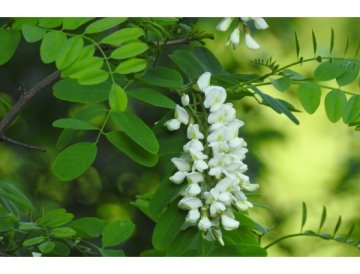 Acacia (Robinia)