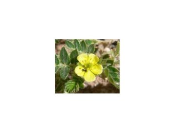 Tribulus Terrestris som grön Viagra