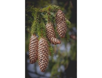 Picea
