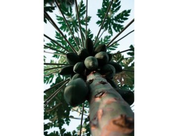 Árbol parecido a una palmera