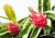 Pitahaya červená (hylocereus costaricensis) 7 semen