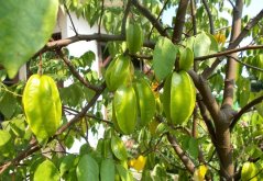 Karambola - Čínská hvězdice (Averrhoa carambola) 5 semen
