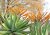 Aloe spectabilis con flores naranjas - hojas carnosas verdes con disposición típica en roseta y llamativas inflorescencias naranjas