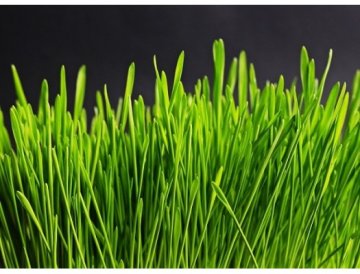 Groene gerst en plantenkiemen: Reiniging en nieuwe energie tijdens de winter