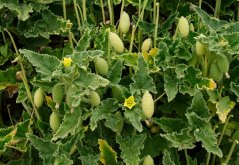 Tykvice stříkavá (Ecballium elaterium) 12 semen