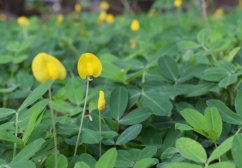 Fleurs jaunes d'arachide poussant sur tiges vertes parmi la végétation luxuriante dans un environnement naturel de jardin Fleurs jaunes d'arachide poussant sur tiges vertes parmi la végétation luxuriante dans un environnement naturel de jardin