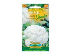 Květák pozdní Octavian