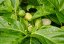Noni citrusolistá (Morinda citrifolia) 7 semen
