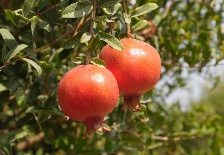 Dva zralé červené plody granátového jablka (Punica granatum) visící na větvích stromu mezi zelenými listy v zahradě