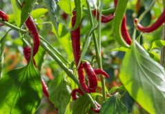 Paprika divoká (capsicum annuum 'Sweet Nariniense') 5 semen